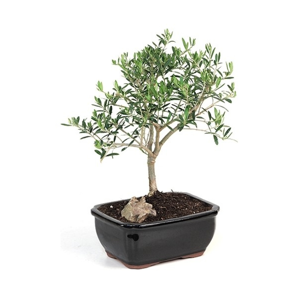 Naturel Tohum Bonsai Zeytin Ağacı Seramik Saksıda Bitki Fiyatı