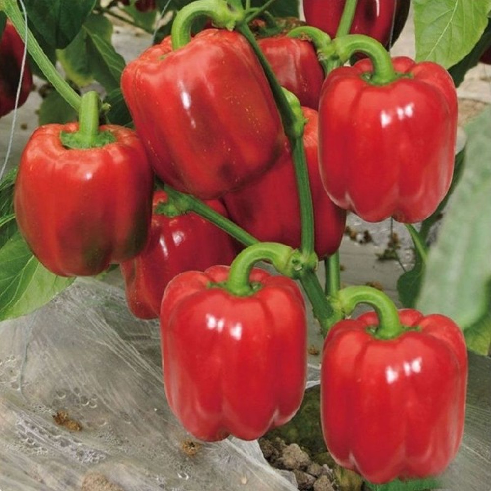Naturel Tohum Gost Pepper Tohumu - 10 Adet Tohum Fiyatı