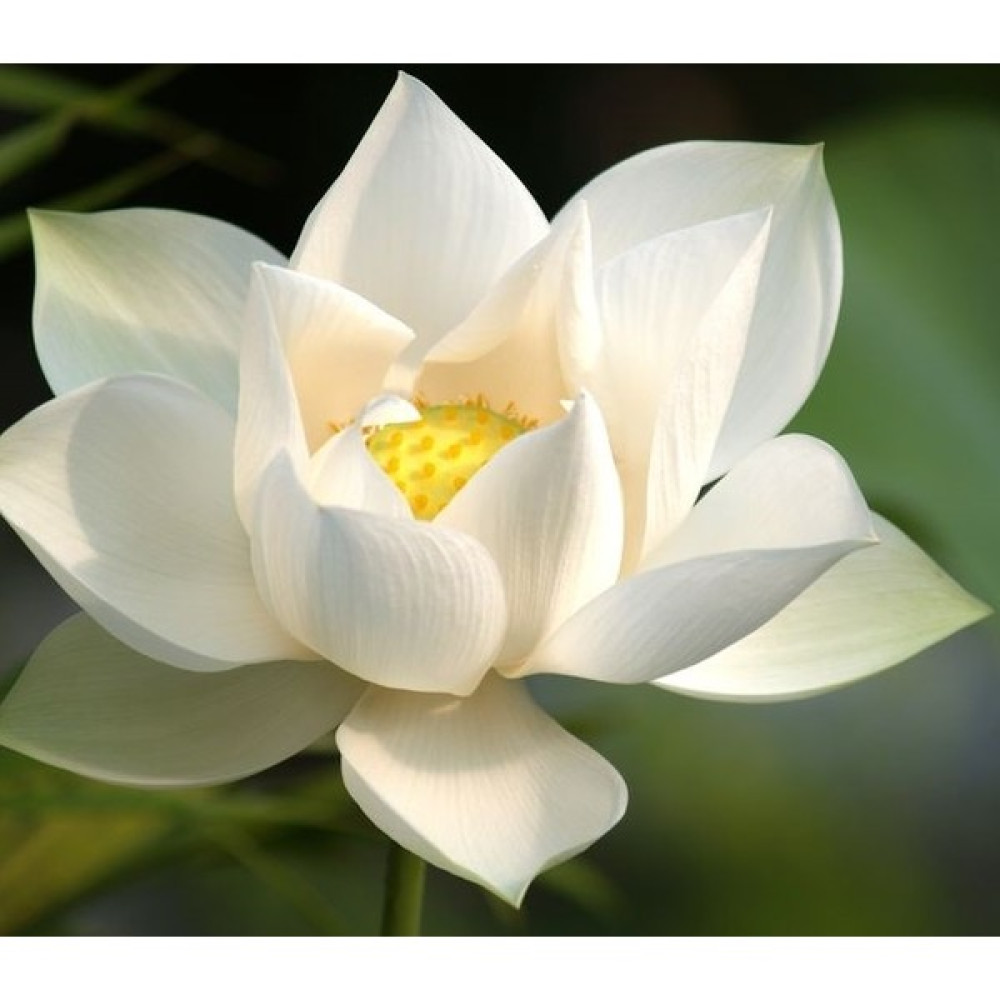 Naturel Tohum Karışık Renkli Lotus Çiçeği Tohumu - 2 Adet Tohum Fiyatı