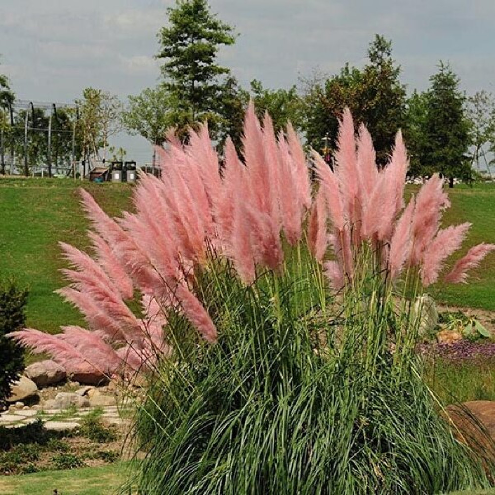Naturel Tohum Pampas - Sazlık Tohumu - 1 Adet Tohum Fiyatı