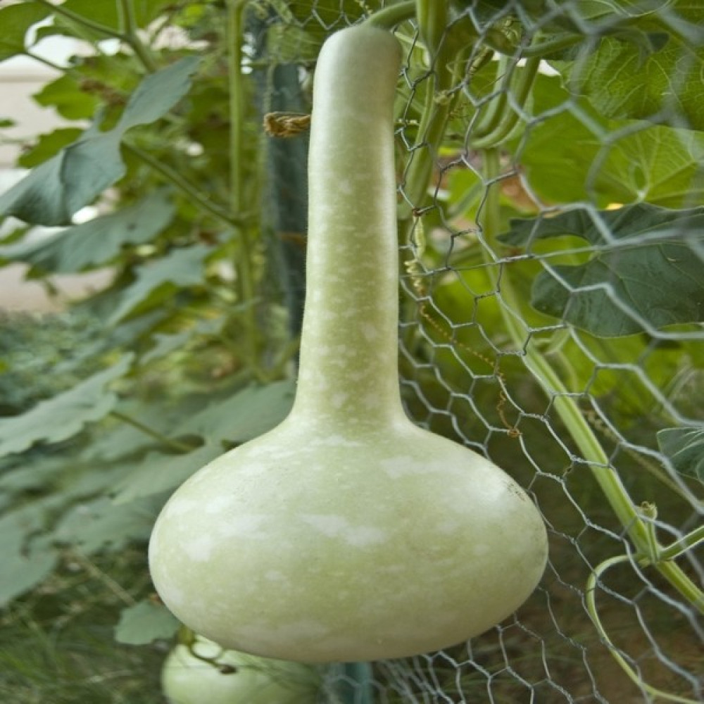Naturel Tohum Su Kabağı Tohumu - 1 Adet Tohum Fiyatı