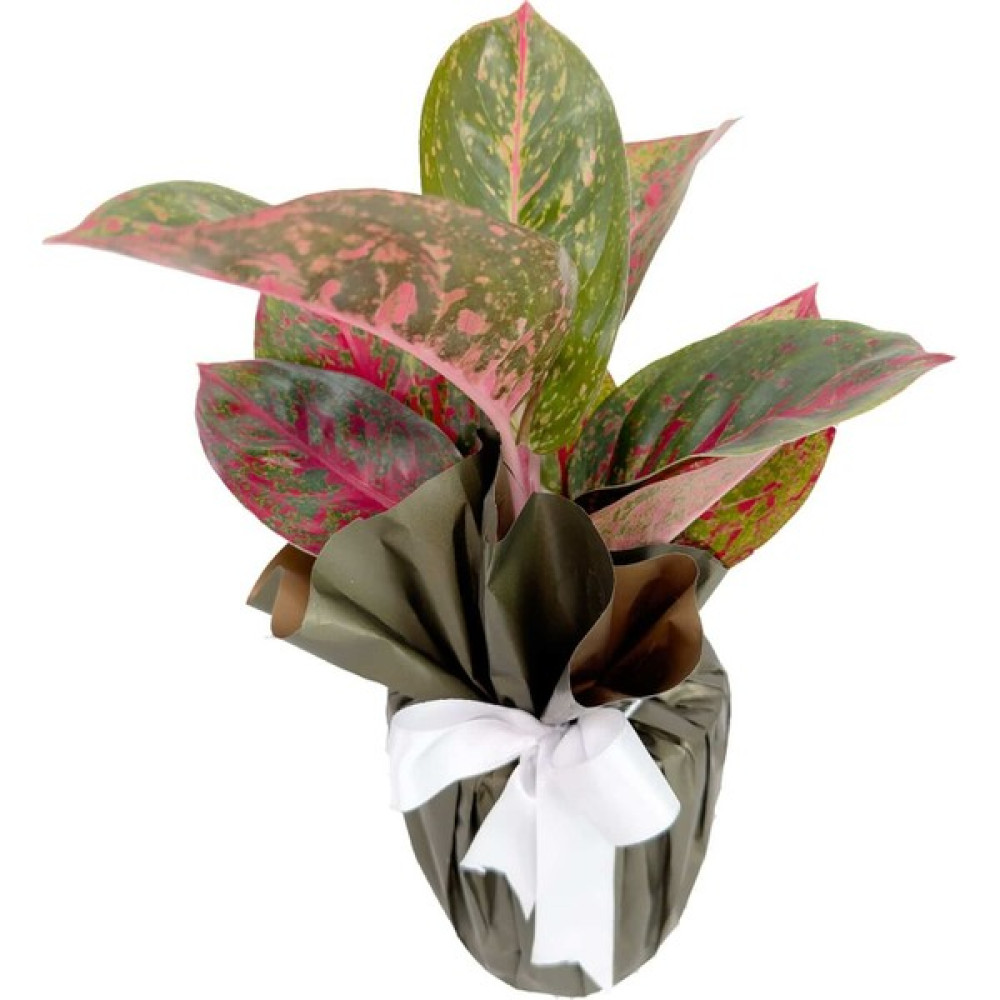 Nema Bahçe Aglaonema - Dark Star Bitki Fiyatı