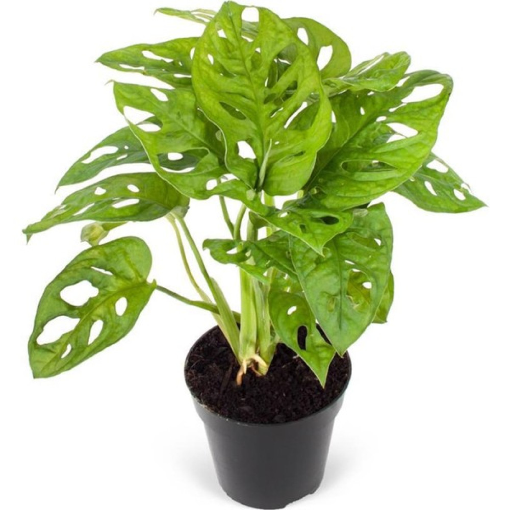 Nema Bahçe Deve Tabanı - Monstera Adansonii Bitki Fiyatı