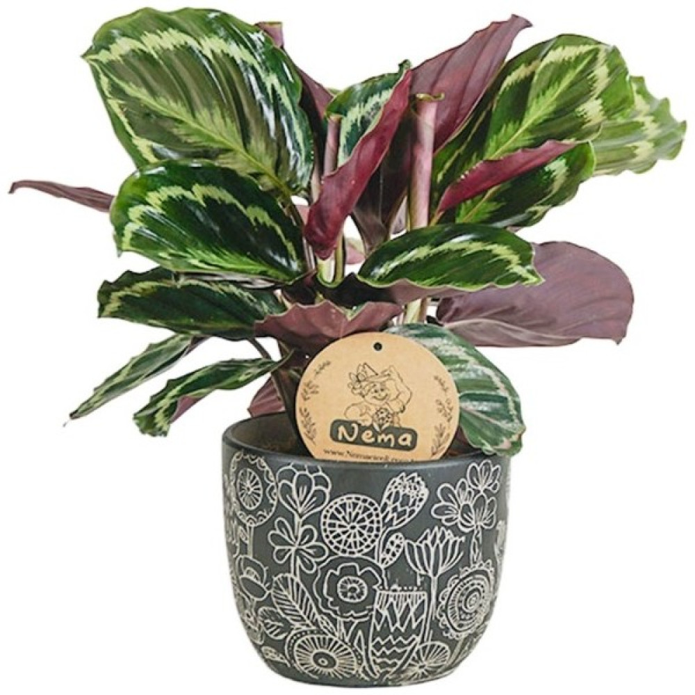 Nema Bahçe Dua Çiçeği - Calathea Medallion Siyah Anna Bitki Fiyatı