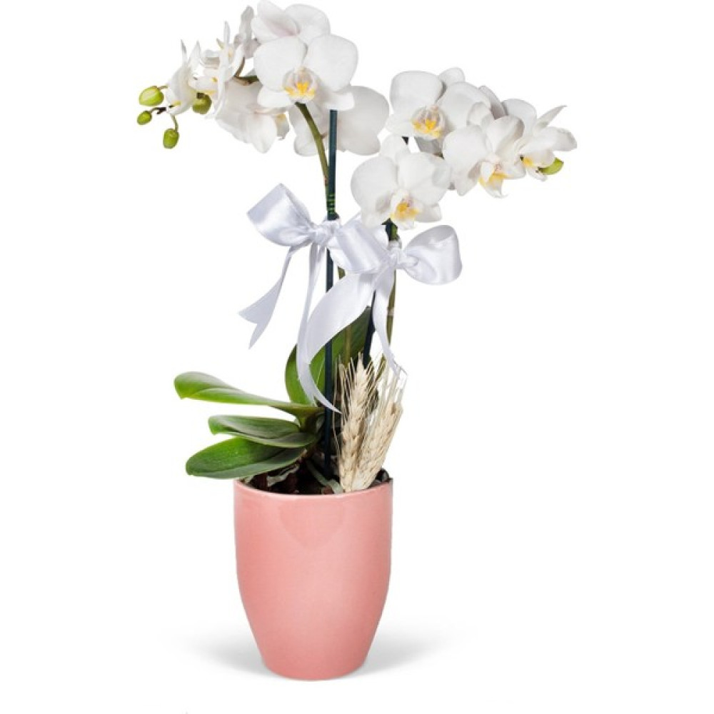 Nema Bahçe Midi Orkide - Pembe Lily Beyaz Orkide Bitki Fiyatı