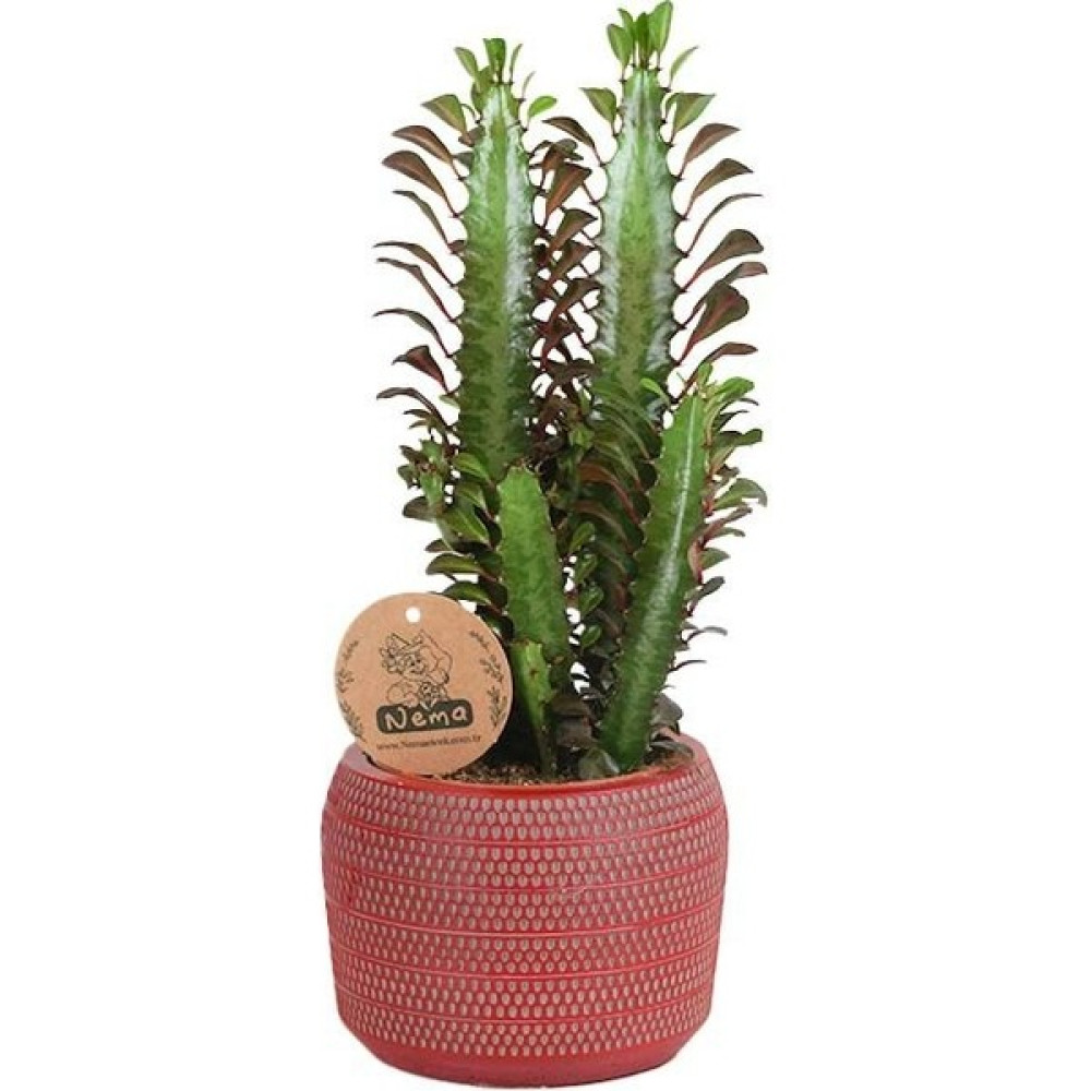 Nema Bahçe Süt Ağacı - Euphorbia Trigona Kırmızı Lucy Bitki Fiyatı