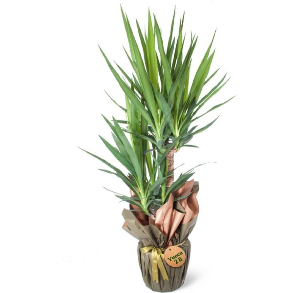 Nema Bahçe Yuka - Yucca Elephantipes Bitki Fiyatı