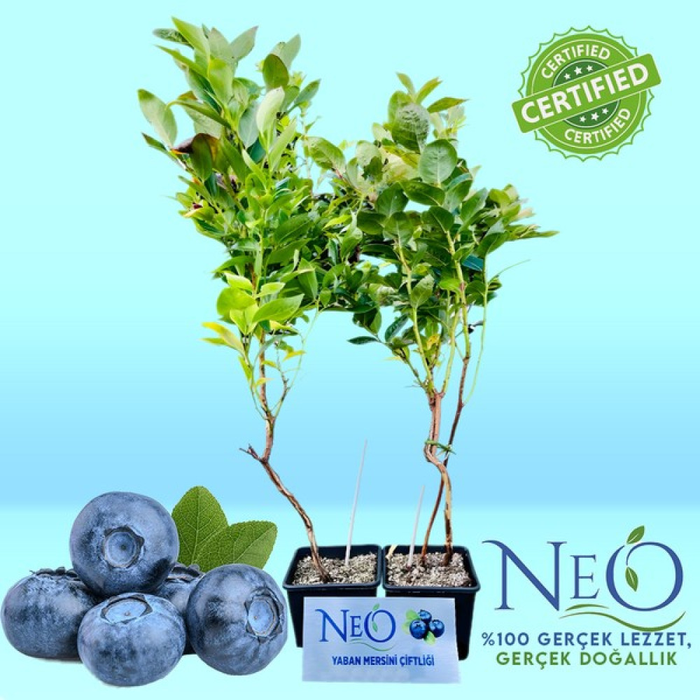 Neo Yaşam Yaban Mersini Fidan - 2 adet Fidan Fiyatı