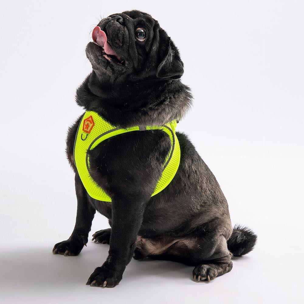 Neon Sarı Air-mesh Göğüs Tasması Kedi Köpek Göğüs Tasması - XL Evcil Hayvan Ürünleri Fiyatı