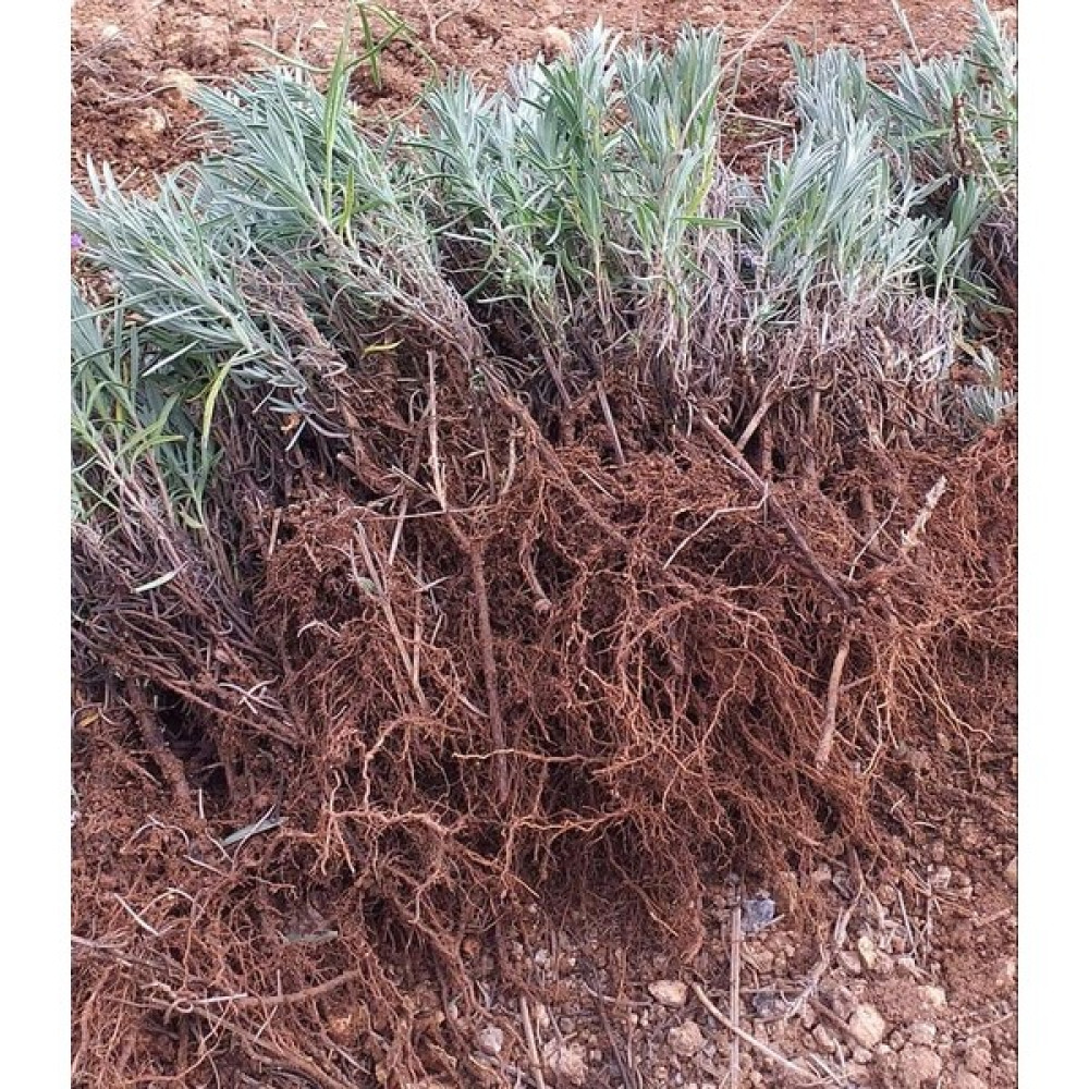 Net Tarım 25 Adet Lavanta Açık Kök Angustifolia Fidanı Fidesi Fidan Fiyatı