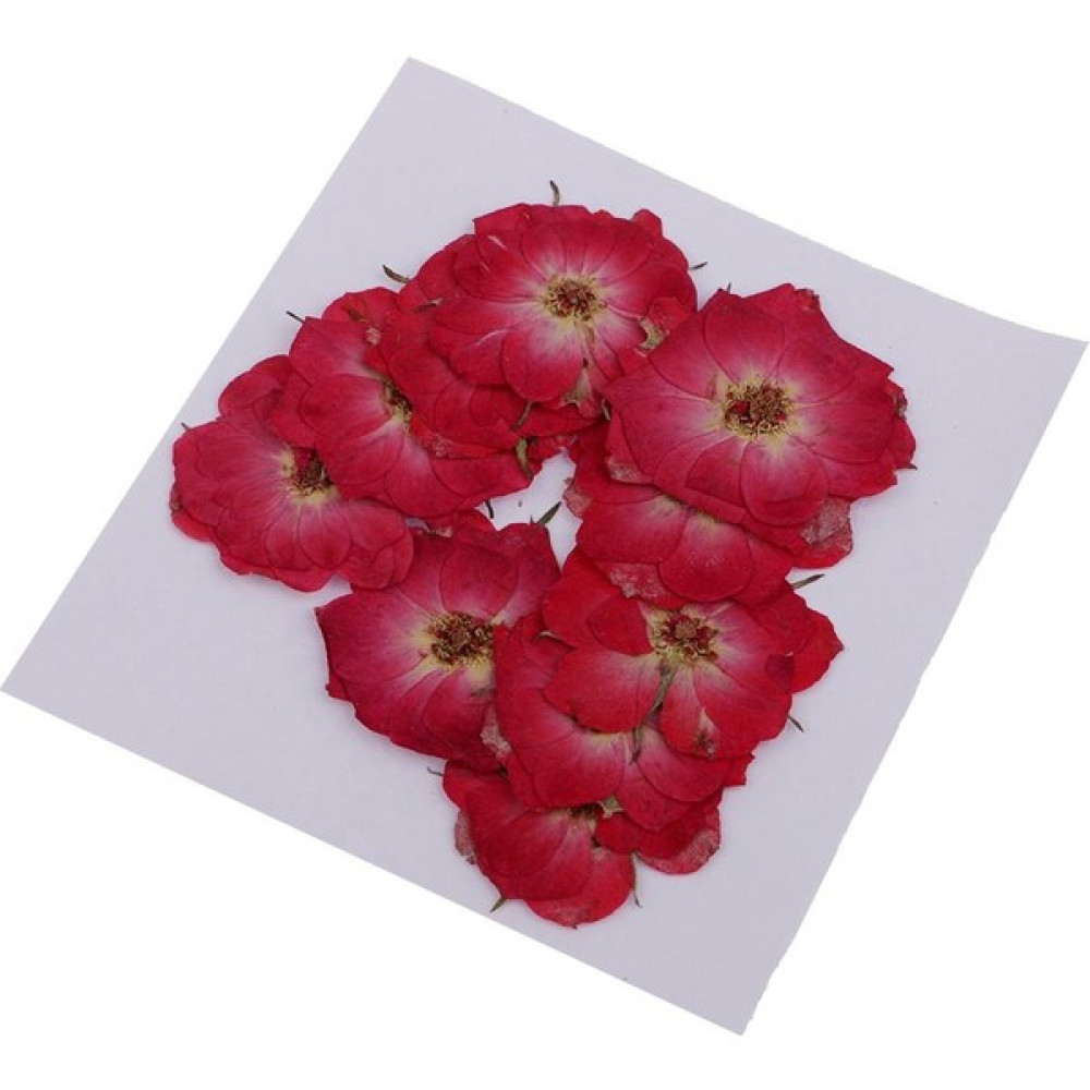 Niazi 1 Torba Kurutulmuş Çiçekler Doğal Kurutulmuş Gerçek Bitki Kendi Başına Yap Kağıdı Sanat El Sanatları Kırmızı Gül (Yurt Dışından) - Açık Kırmızı Ev & Dekorasyon Aksesuarları Fiyatı