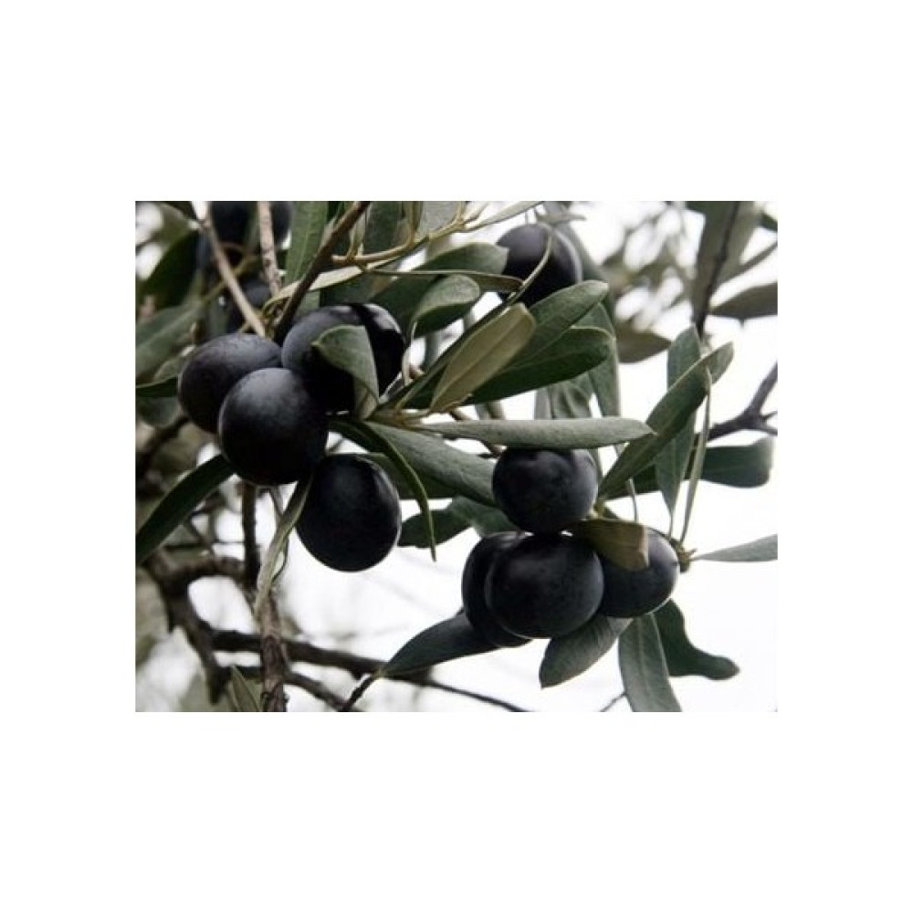 Nisa Fidancılık Gemlik Sofralık Zeytin Fidanı 2 Yaş ( Tüplü 80-100 cm ) Fidan Fiyatı