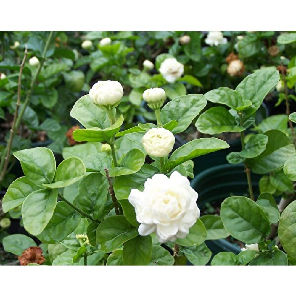 Nisa Fidancılık Jasminum Katmerli Full Yasemin 50-60 cm Bitki Fiyatı