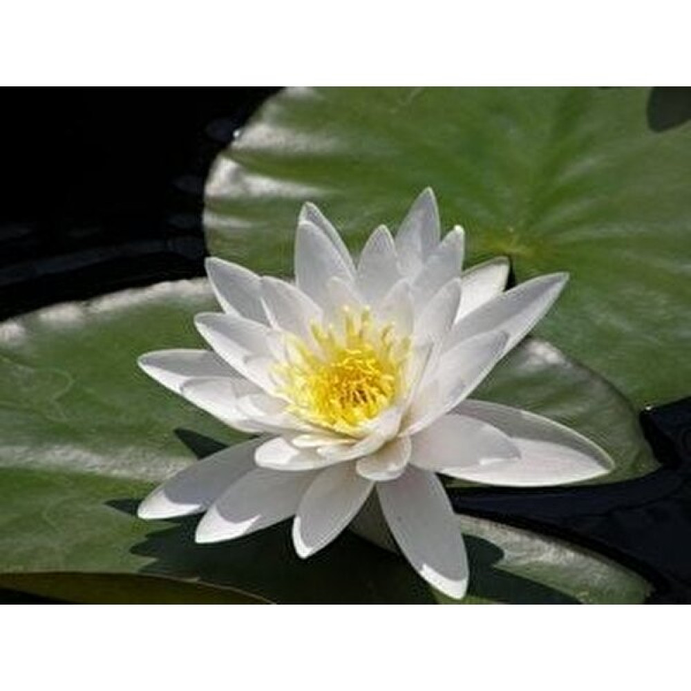 Nisa Fidancılık (Lotus) Nilüfer Beyaz Çiçekli [virginalis] 1 Lt'lik Saksıda Bitki Fiyatı