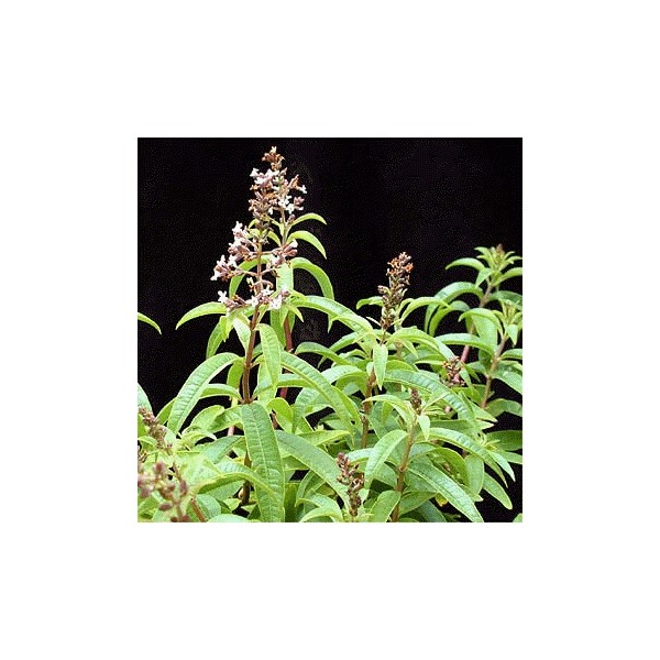 Nisa Fidancılık Melisa Limon Otu Aloysia Triphylla Fidanı 30-50 cm SSD / Solid State Drive Fiyatı