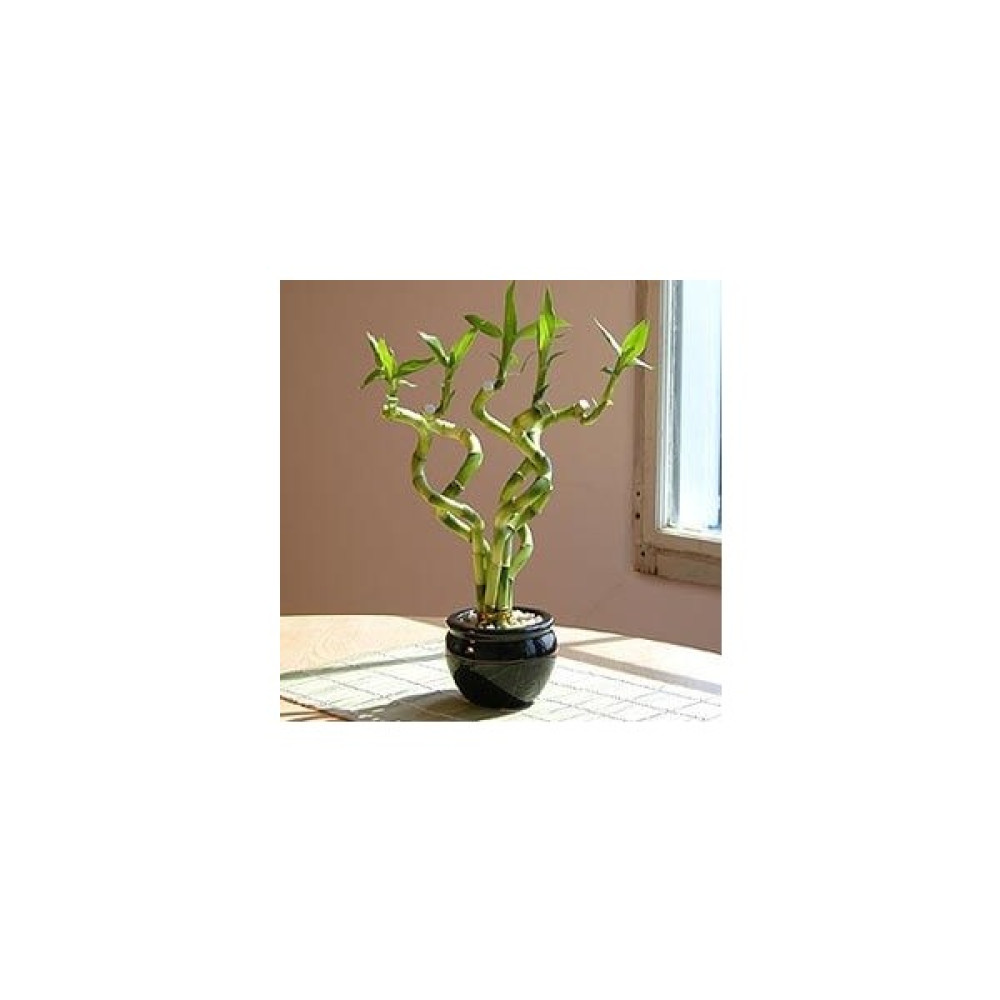 Nisa Fidancılık Şans Bambusu ( Dracaena Sanderia ) 50 cm Boy 1 Adet Bitki Fiyatı