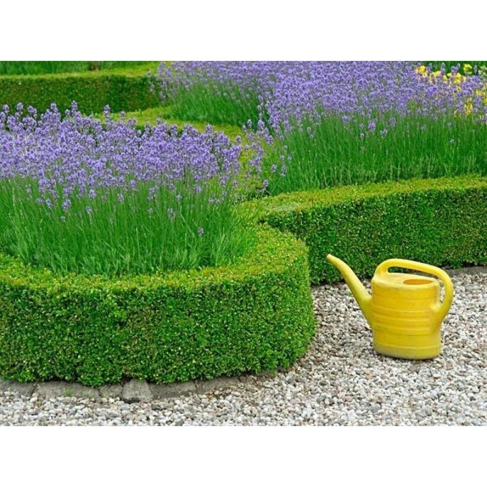 Nisa Fidancılık Şimşir (Buxus Microphylla) Top Şimşir Fidesi 10-20 cm Bitki Fiyatı