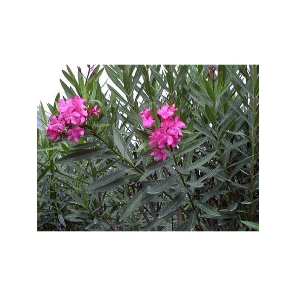 Nisa Fidancılık Zakkum [nerium Oleander] 130-160 cm Oto Boyaları Fiyatı