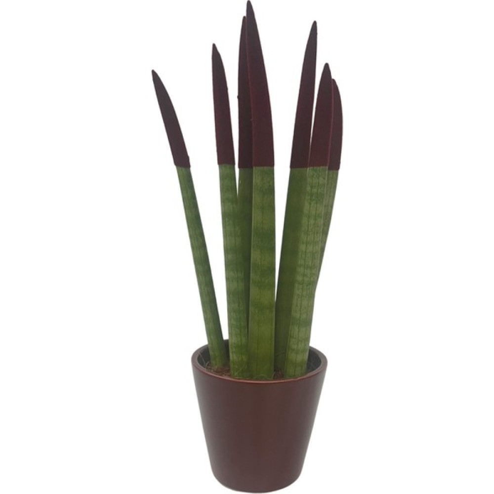 Nisa Floral Ithal Sanseveria Canlı Bitki/bordo Bitki Fiyatı