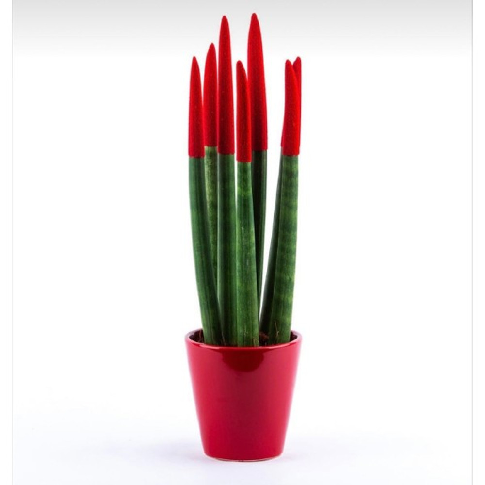 Nisa Floral Ithal Sanseveria Canlı Bitki/kırmızı Bitki Fiyatı