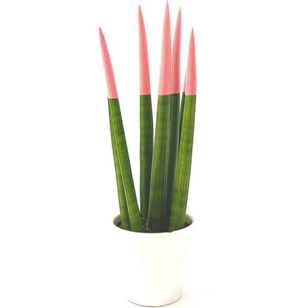Nisa Floral Ithal Sanseveria Canlı Bitki/pembe Oto Boyaları Fiyatı