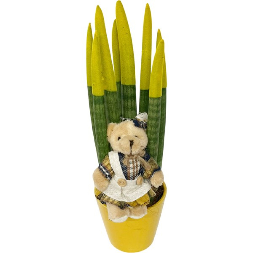 Nisa Floral Sansevieria Canlı Çiçek/ Sarı/30-35 cm Maskot Ayıcıklı Bitki Fiyatı