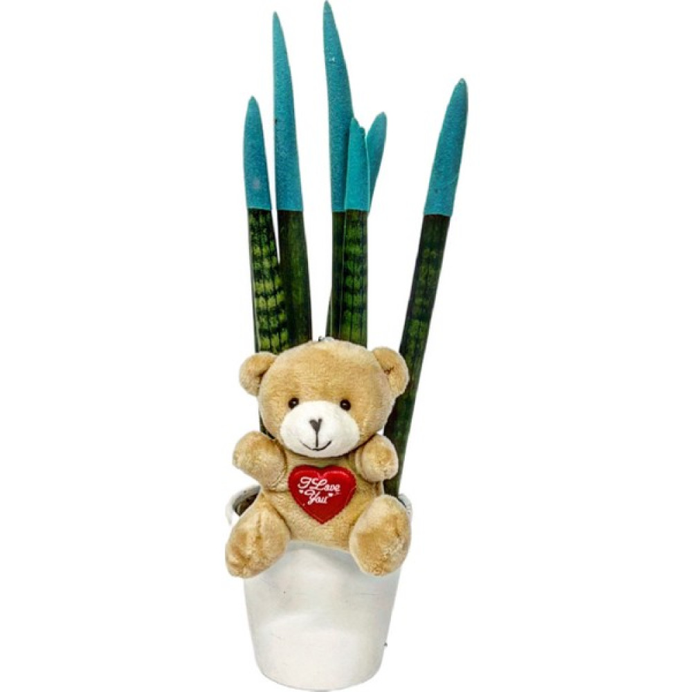 Nisa Floral Sansevieria Canlı Çiçek/mavi /30-35 cm Bitki Fiyatı