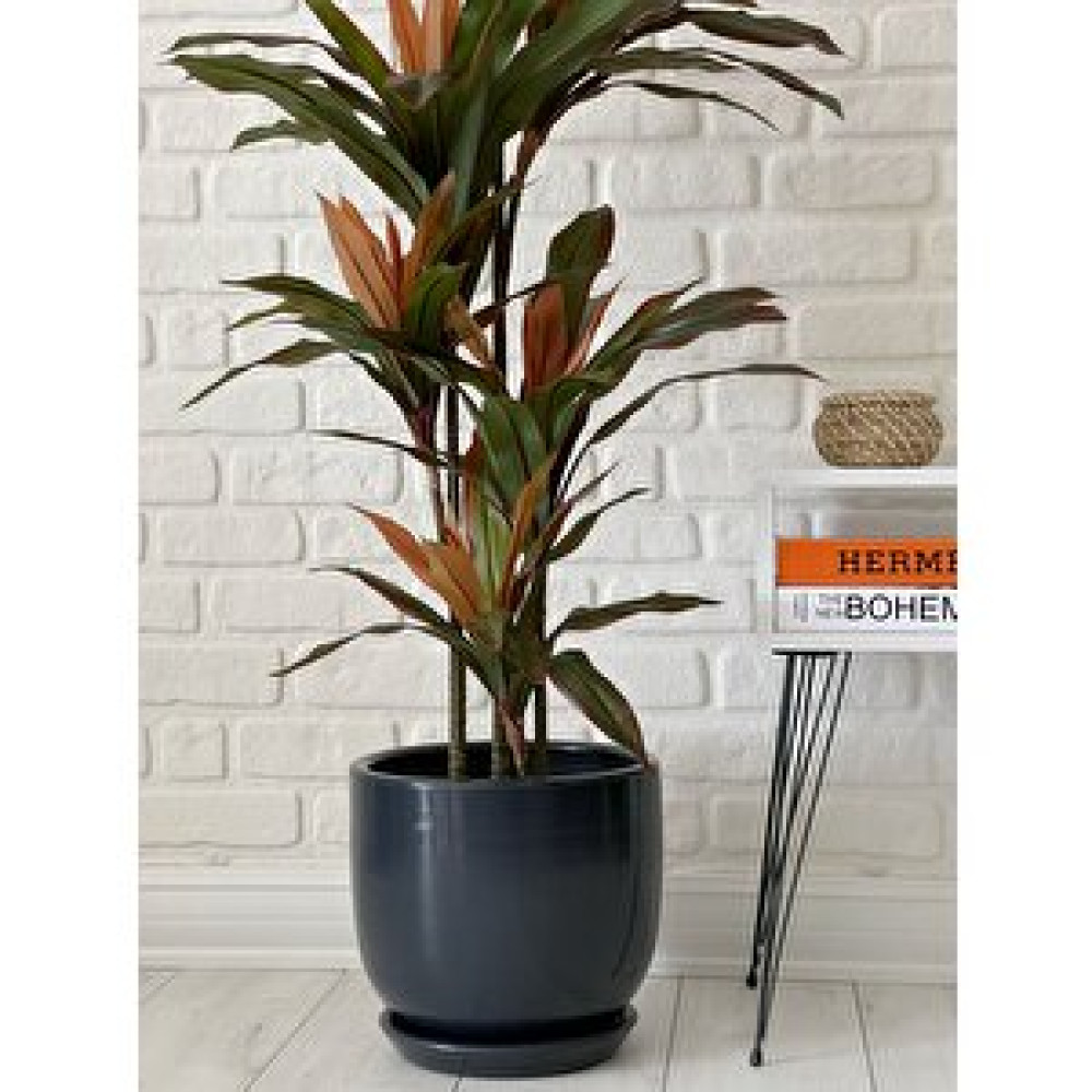 Odka Klasik Saksı Tabaklı 38 Cm X 40 Cm Antrasit Antrasit Saksı ve Aksesuarları Fiyatı