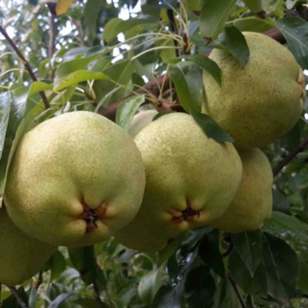 Öncü Armut-Deveci(Saksılı)-5 yaş,yarı bodur - Armut Fidan Fiyatı