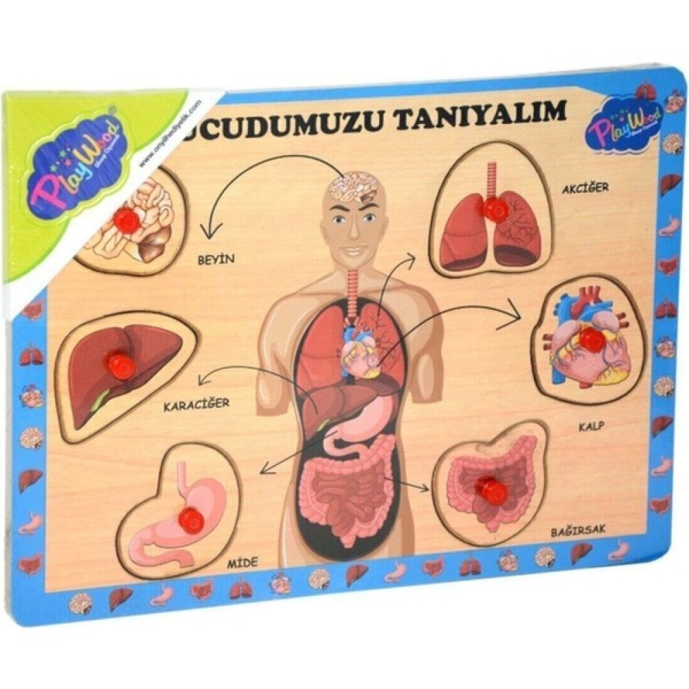 Onyil Oyuncak Ahşap Vücudumuzu Tanıyalım Tutmalı Puzzle Eğitici Oyuncak Fiyatı