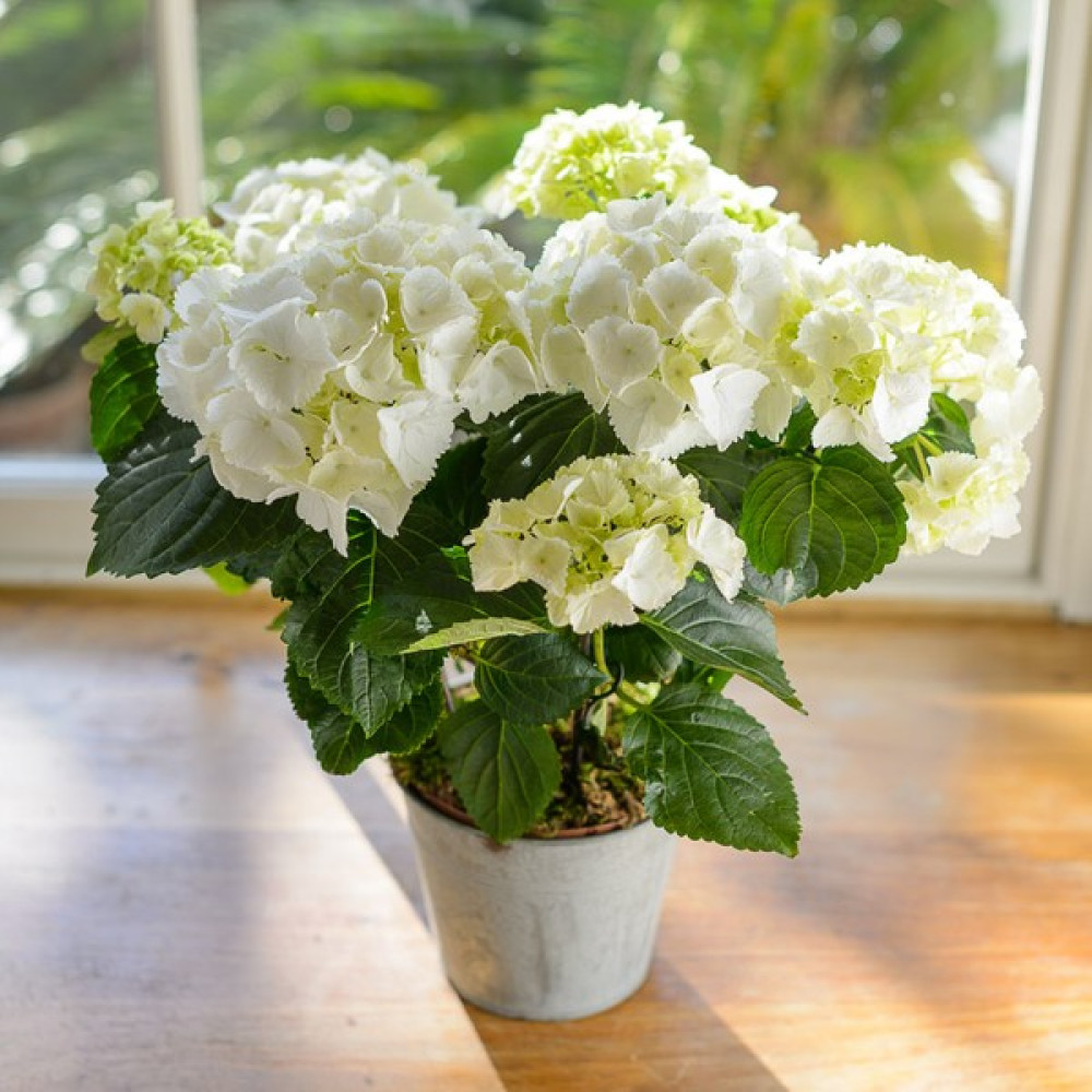 Ortanca – Hydrangea Macrophylla 20-40 cm - Beyaz Bitki Fiyatı