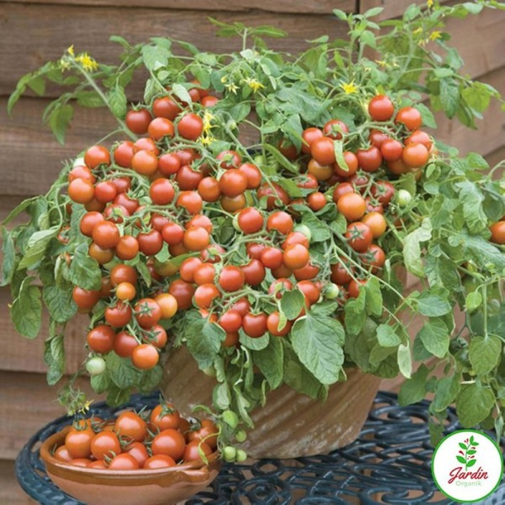 Oxe Garden Cherry Domates Tohumu Al SaksıTorf 15 'li Doğal Salkım Çeri Ev Bahçe İçin - 15 Adet Tohum Fiyatı