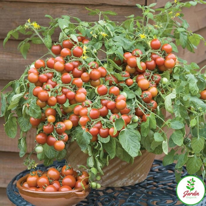 Oxe Garden Cherry Domates Tohumu Al SaksıTorf 15 'li Doğal Salkım Çeri Ev Bahçe İçin - 15 Adet Tohum Fiyatı