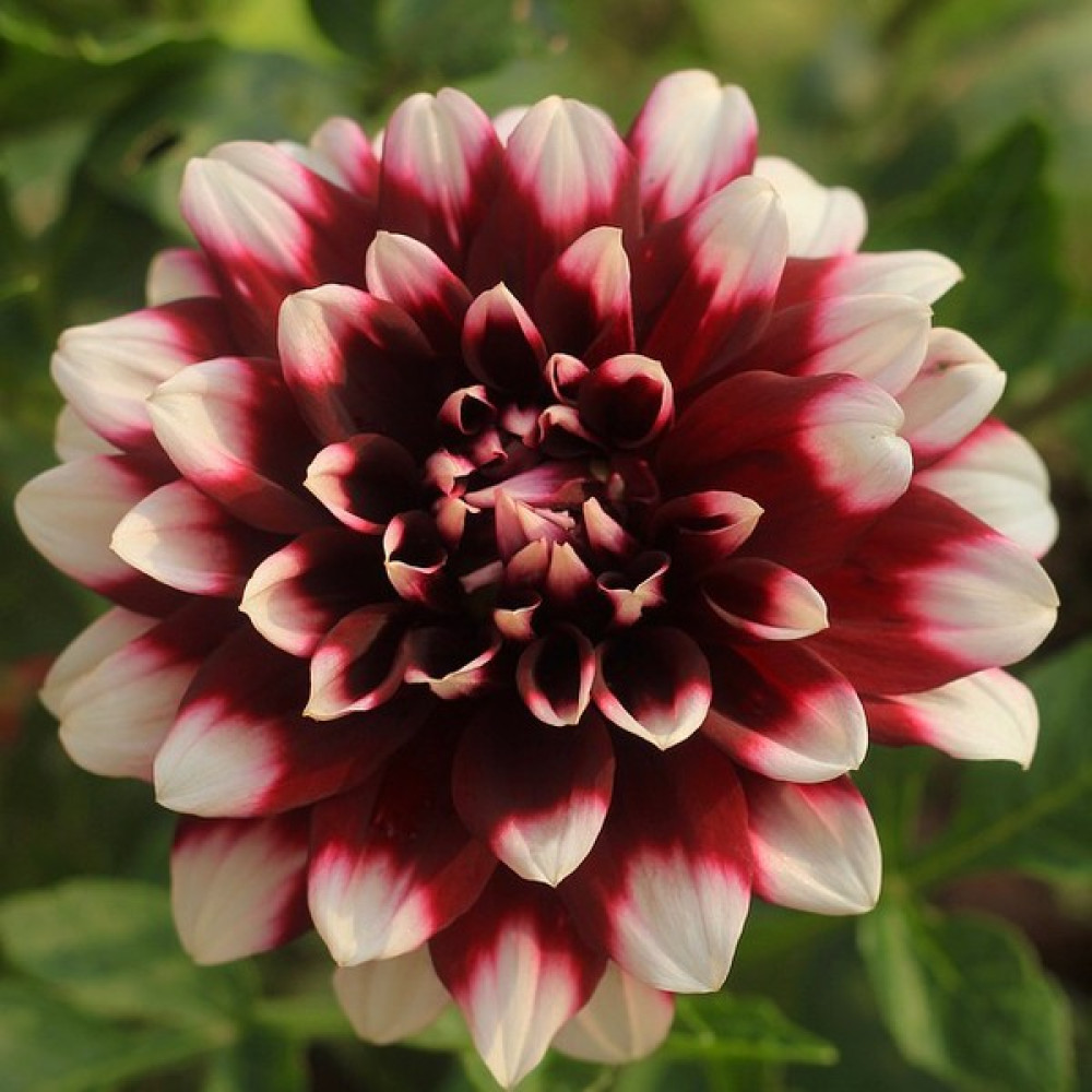 Oxe Garden Dahlia Yıldız Çiçek Tohumu 10'lu - 10 Adet Tohum Fiyatı