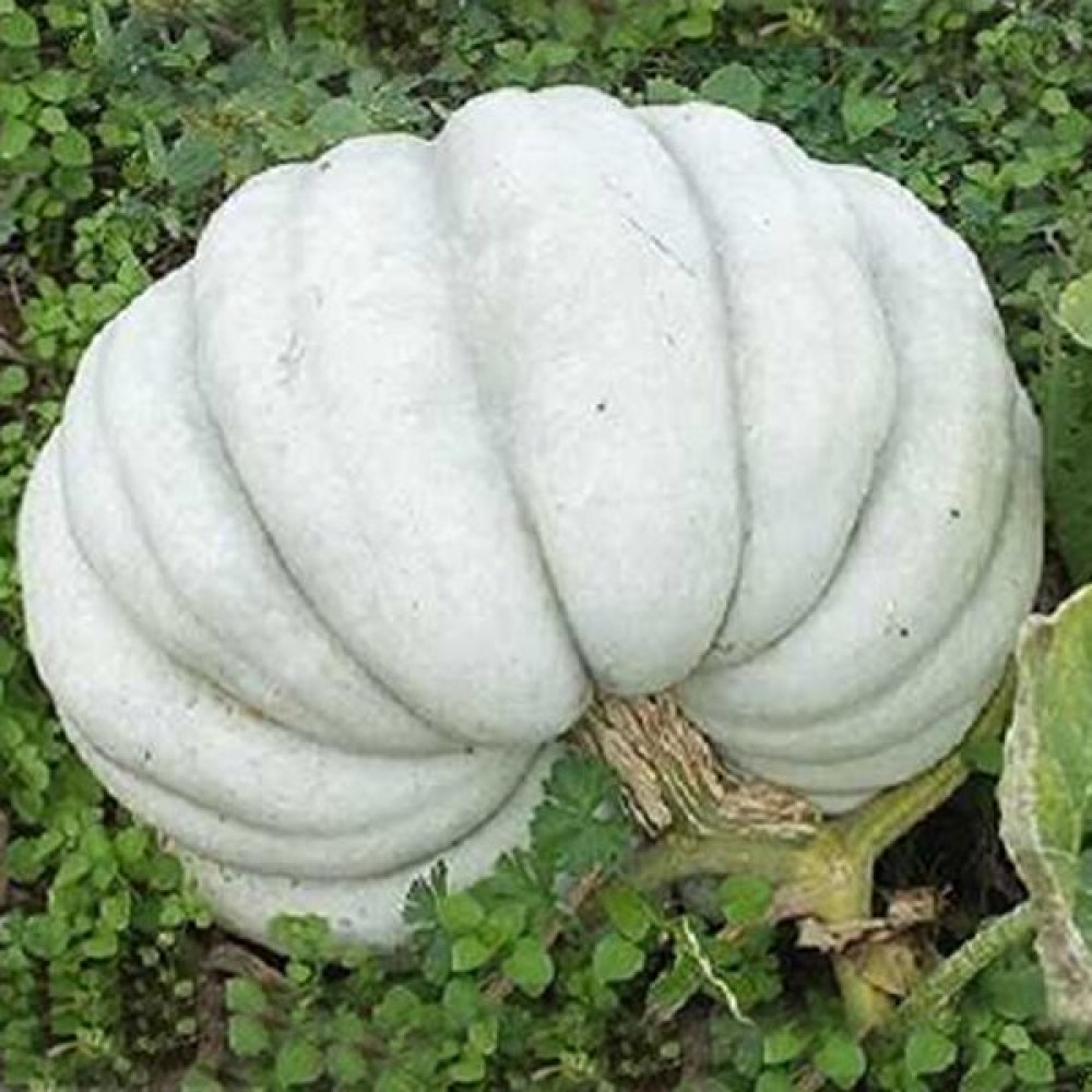 Oxe Garden Kestane Bal Kabağı 5 'li Doğal Tohum - 5 Adet Tohum Fiyatı
