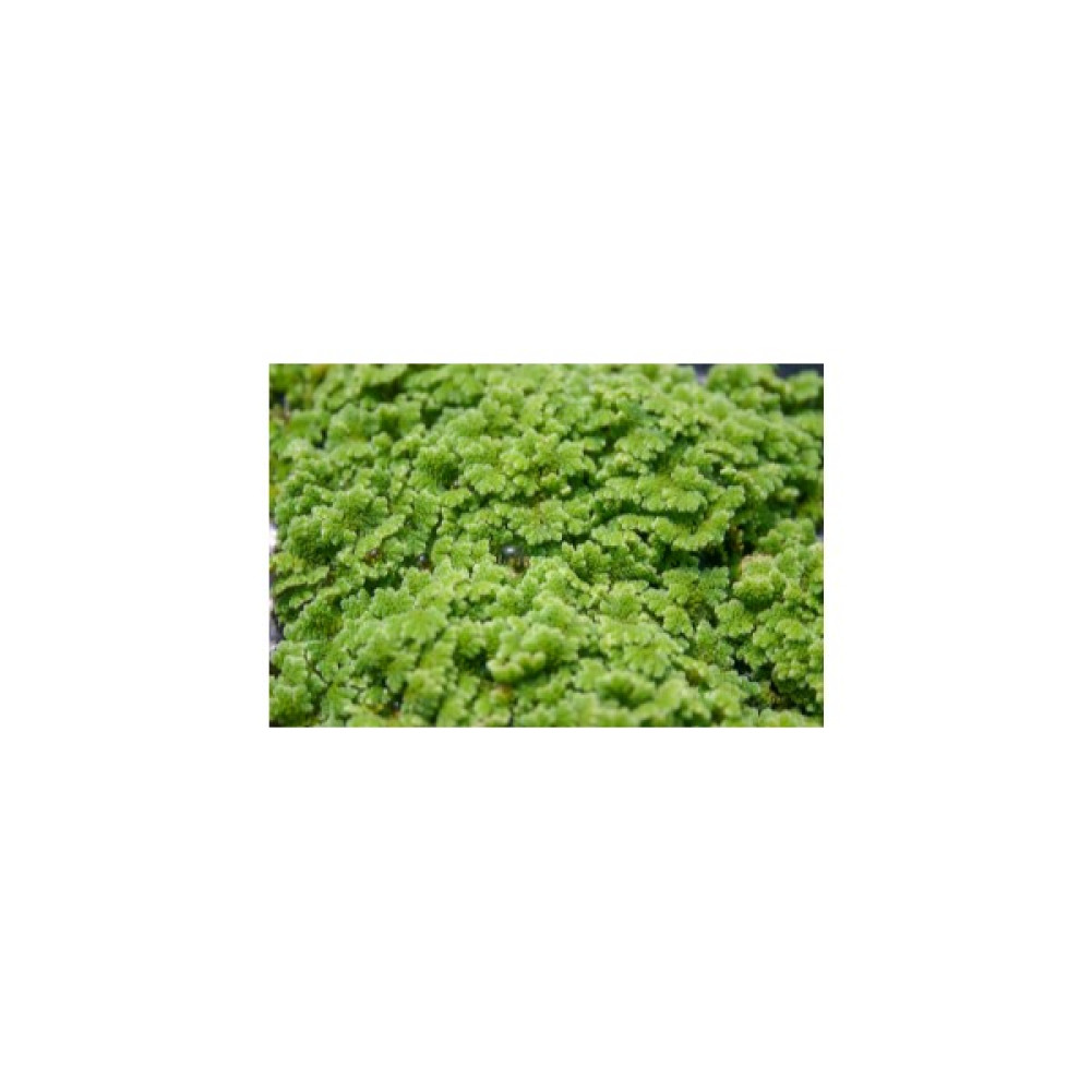 Özden Aquatics 1 Kap Azolla Caroliniana (Su Üstü) Canlı Akvaryum Bitkisi Evcil Hayvan Ürünleri Fiyatı