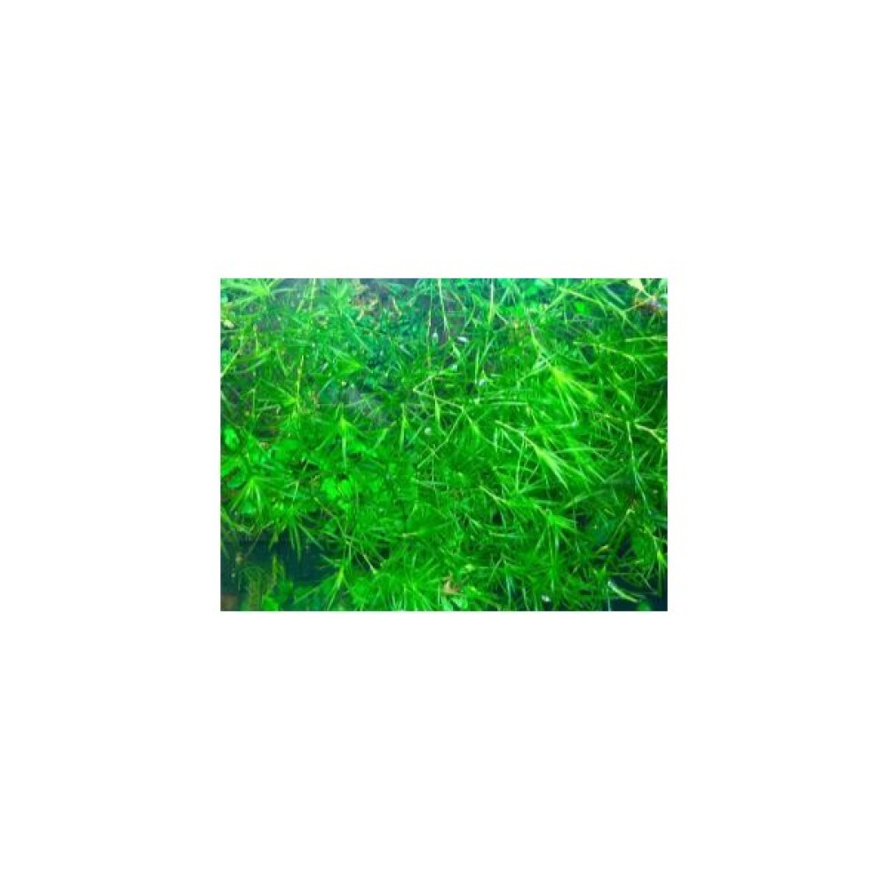 Özden Aquatics 1 Kap Lepistes Otu ( Najas Guadulupensis ) Canlı Akvaryum Bitkisi Evcil Hayvan Ürünleri Fiyatı