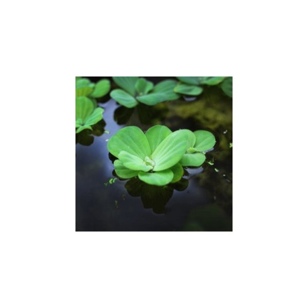 Özden Aquatics 1 Kök Pistia (Su Marulu) Canlı Akvaryum Bitkisi Evcil Hayvan Ürünleri Fiyatı