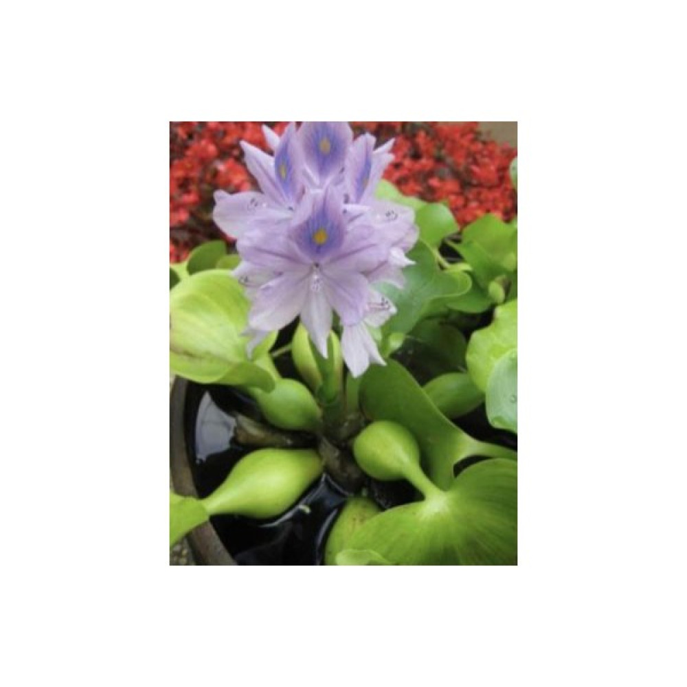 Özden Aquatics 1 Kök Su Sümbülü (Eichornia Crassipes) Canlı Akvaryum Bitkisi Evcil Hayvan Ürünleri Fiyatı