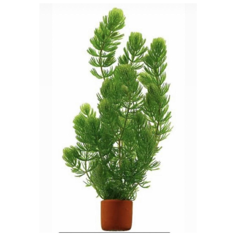 Özden Aquatics 1 Sakı Tilki Kuyruğu (ceratophylum Demersum) Canlı Akvaryum Bitkisi Evcil Hayvan Ürünleri Fiyatı
