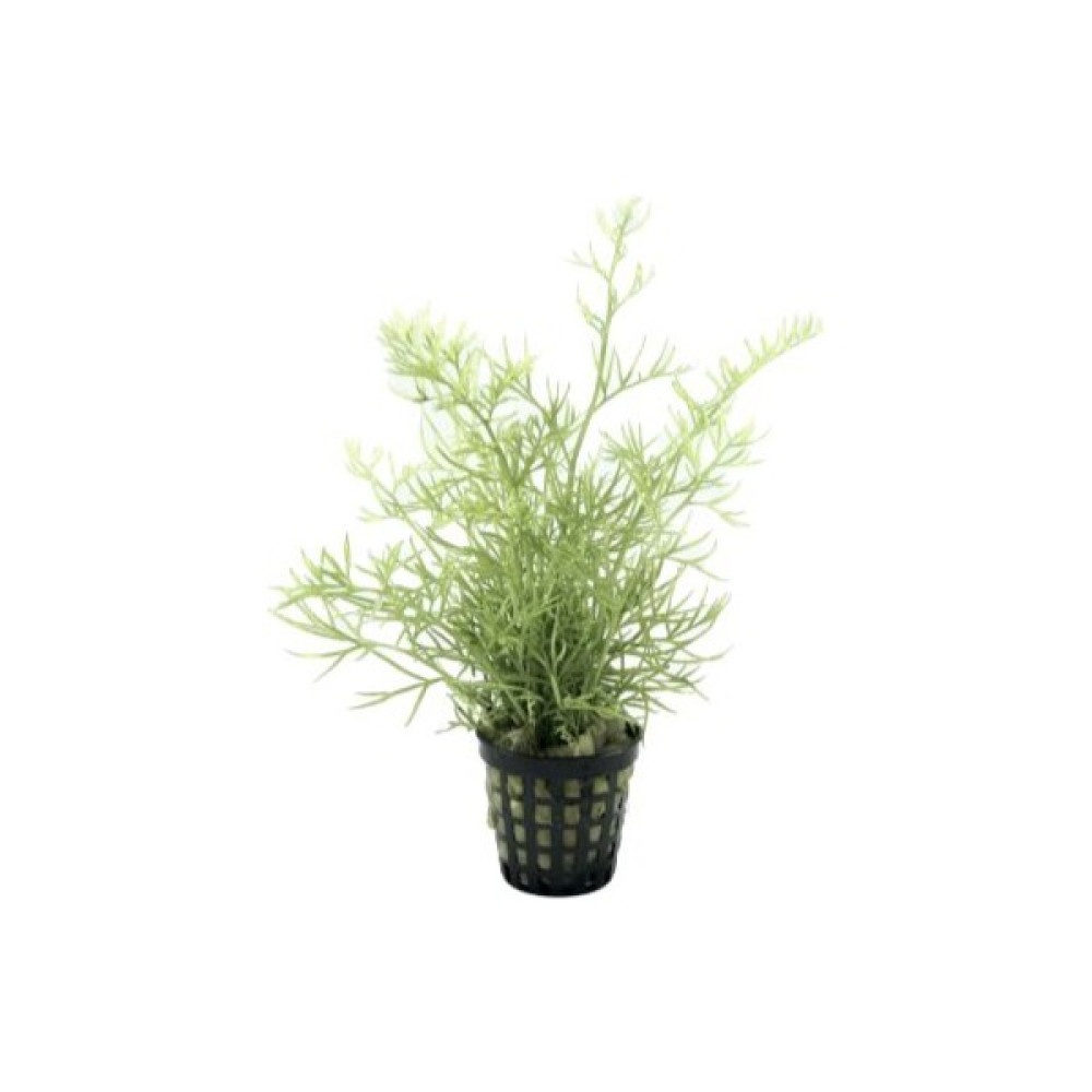 Özden Aquatics 1 Saksı Ceratopteris Thalictroides Canlı Akvaryum Bitkisi Evcil Hayvan Ürünleri Fiyatı