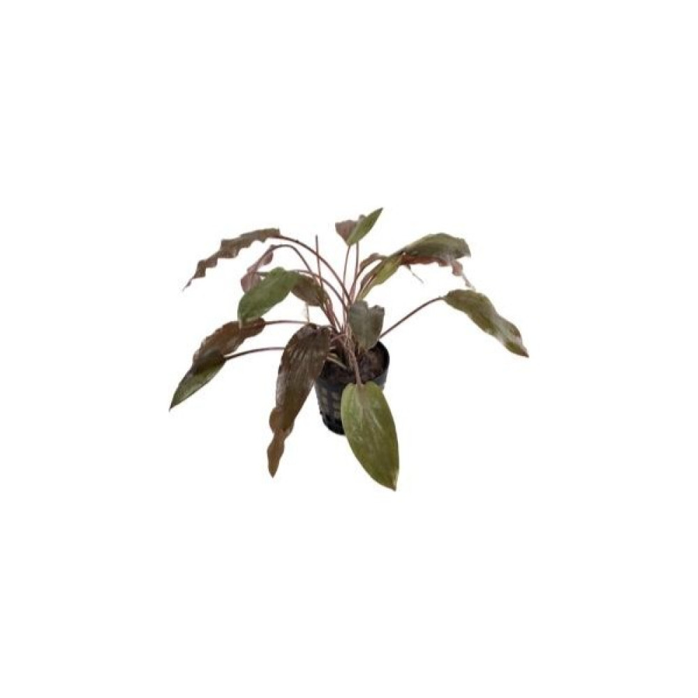 Özden Aquatics 1 Saksı Cryptocoryne Wendtii Brown Canlı Akvaryum Bitkisi Evcil Hayvan Ürünleri Fiyatı