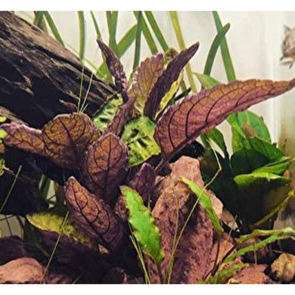 Özden Aquatics 1 Saksı Hemigraphis Colorota Canlı Akvaryum Bitkisi Evcil Hayvan Ürünleri Fiyatı