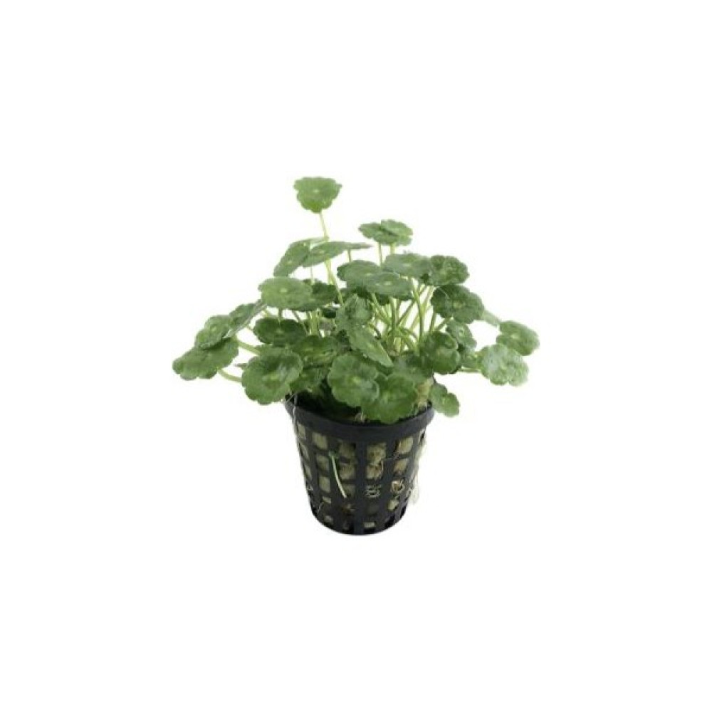 Özden Aquatics 1 Saksı Hydrocotyle Verticillata Canlı Akvaryum Bitkisi Evcil Hayvan Ürünleri Fiyatı