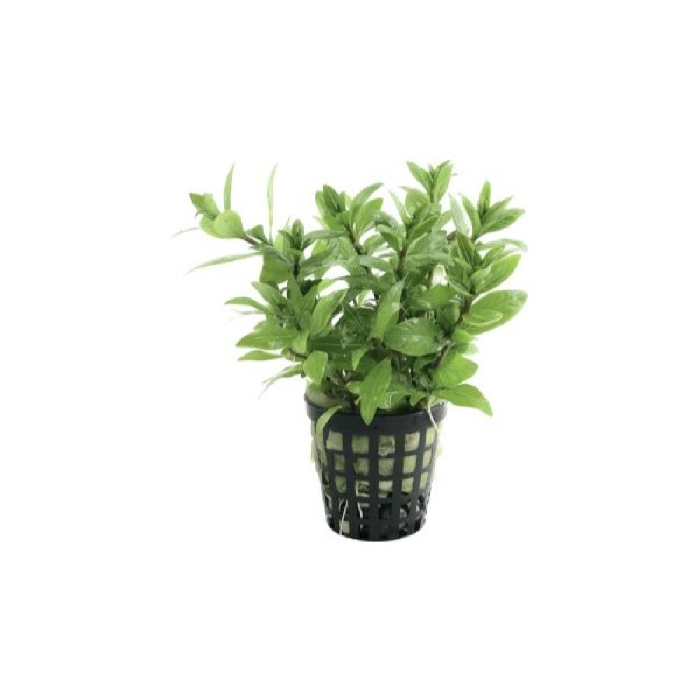 Özden Aquatics 1 Saksı Hygrophila Polysperma Ceylon (Zeytin) Canlı Akvaryum Bitkisi Evcil Hayvan Ürünleri Fiyatı