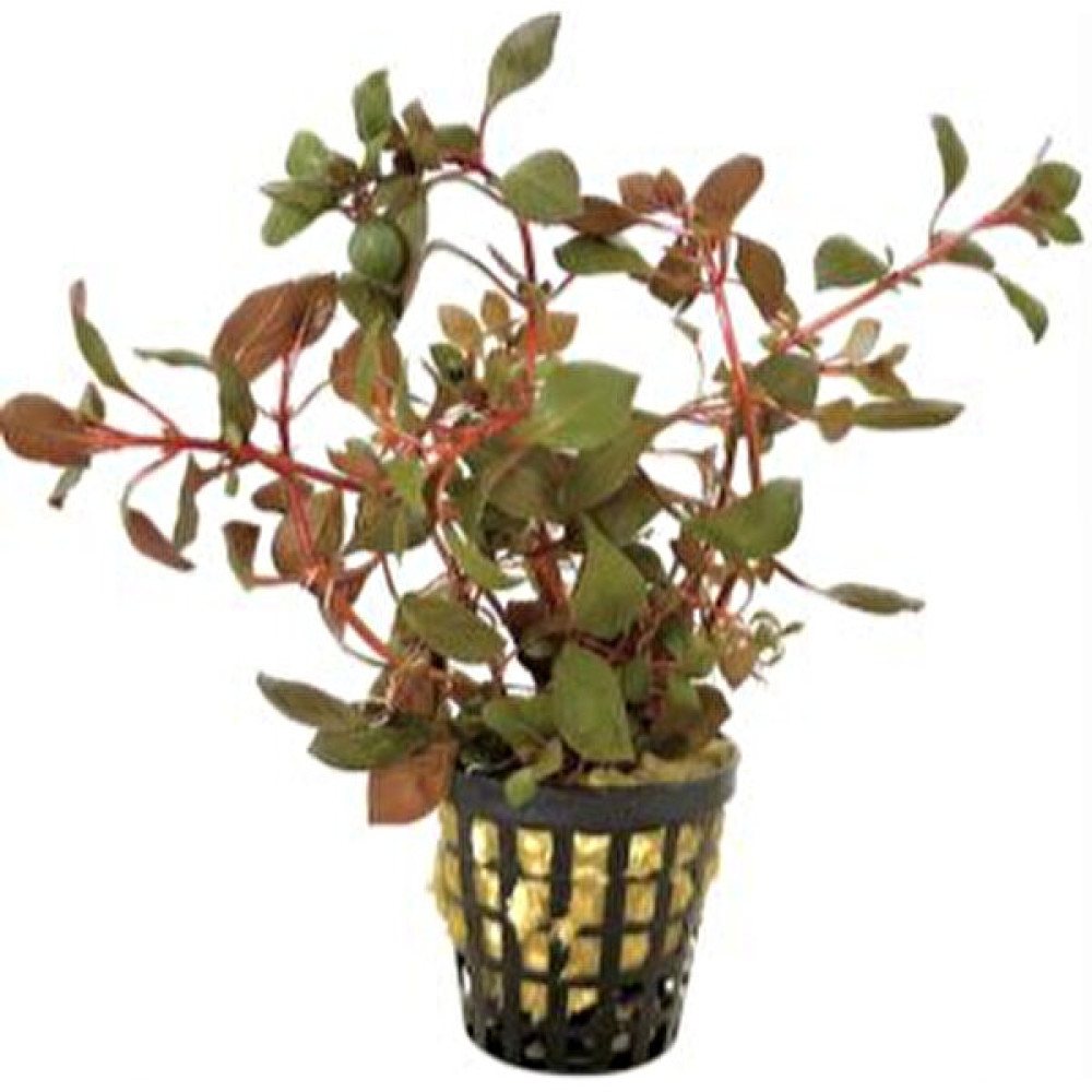 Özden Aquatics 1 Saksı Ludwigia Mini Super Red Canlı Akvaryum Bitkisi Evcil Hayvan Ürünleri Fiyatı