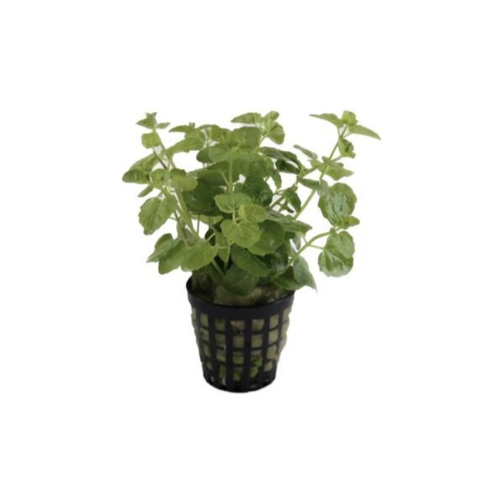 Özden Aquatics 1 Saksı Lysimachia Nummularia (Kokulu Nummularya) Canlı Akvaryum Bitkisi Evcil Hayvan Ürünleri Fiyatı