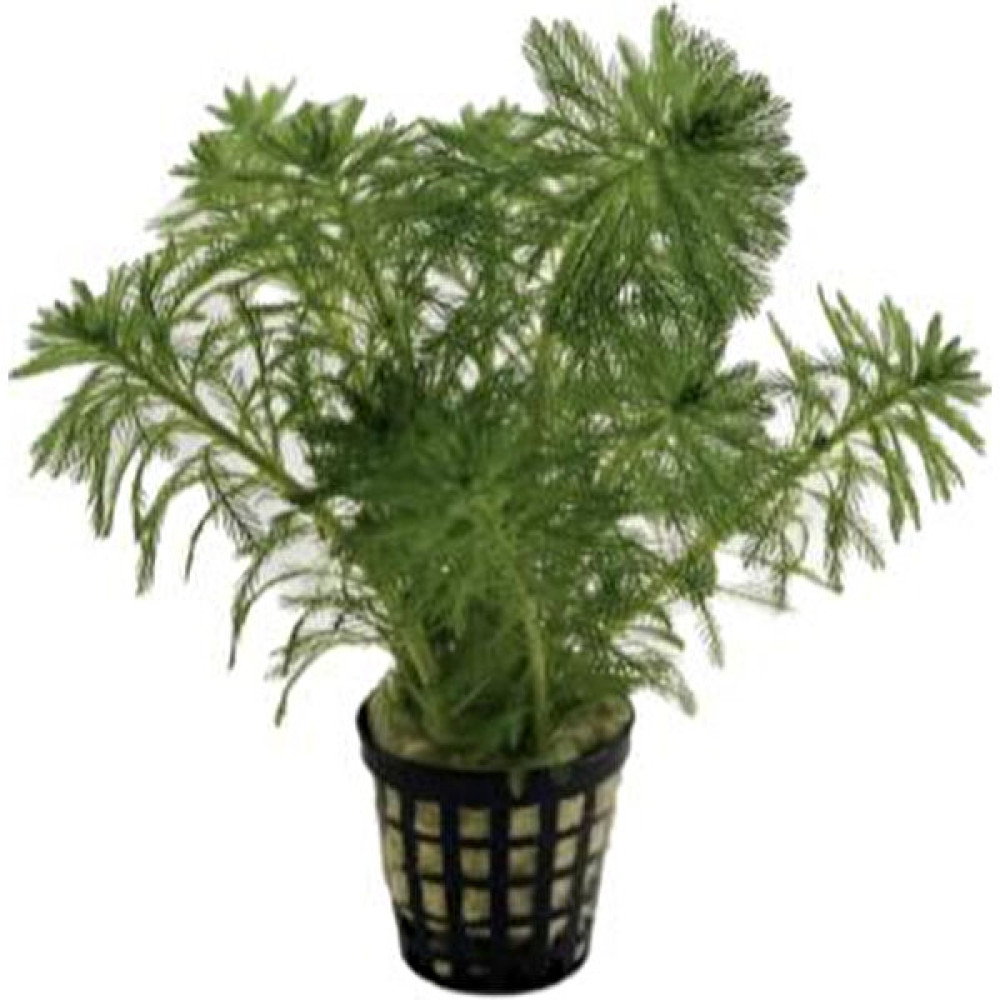 Özden Aquatics 1 Saksı Myriophyllum Mattogrossense Canlı Akvaryum Bitkisi Evcil Hayvan Ürünleri Fiyatı