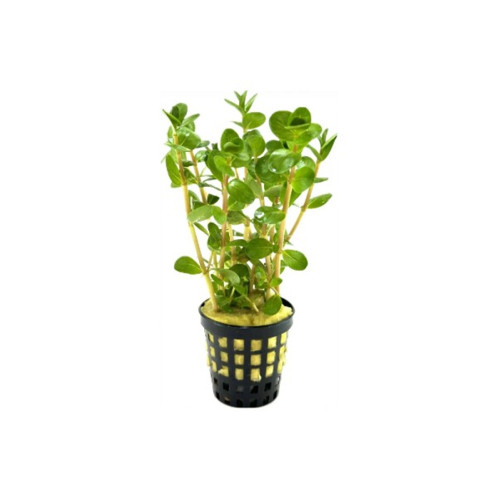 Özden Aquatics 1 Saksı Rotala Colorota Canlı Akvaryum Bitkisi Evcil Hayvan Ürünleri Fiyatı
