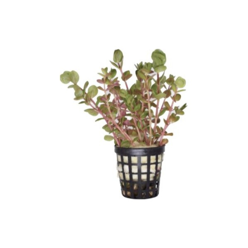 Özden Aquatics 1 Saksı Rotala Macrandra Mini Pink Canlı Akvaryum Bitkisi Evcil Hayvan Ürünleri Fiyatı